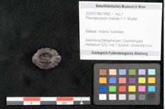Foto (Objekt + Etikett) von Phymatocaryon mackayi F.V. Mueller (NHMW-GEO-2024-0188-10443)